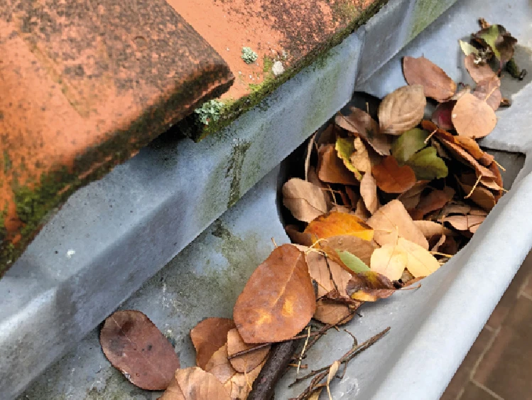 Laub in Dachrinne