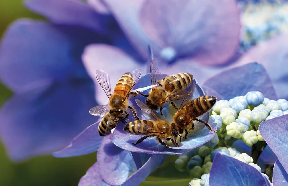 4 Bienen auf Blüte