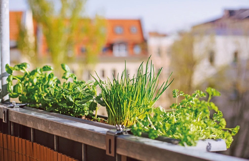 Kräuter auf Balkon ziehen...