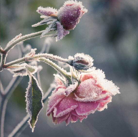 SON-GAR-Rose-Winter.jpg