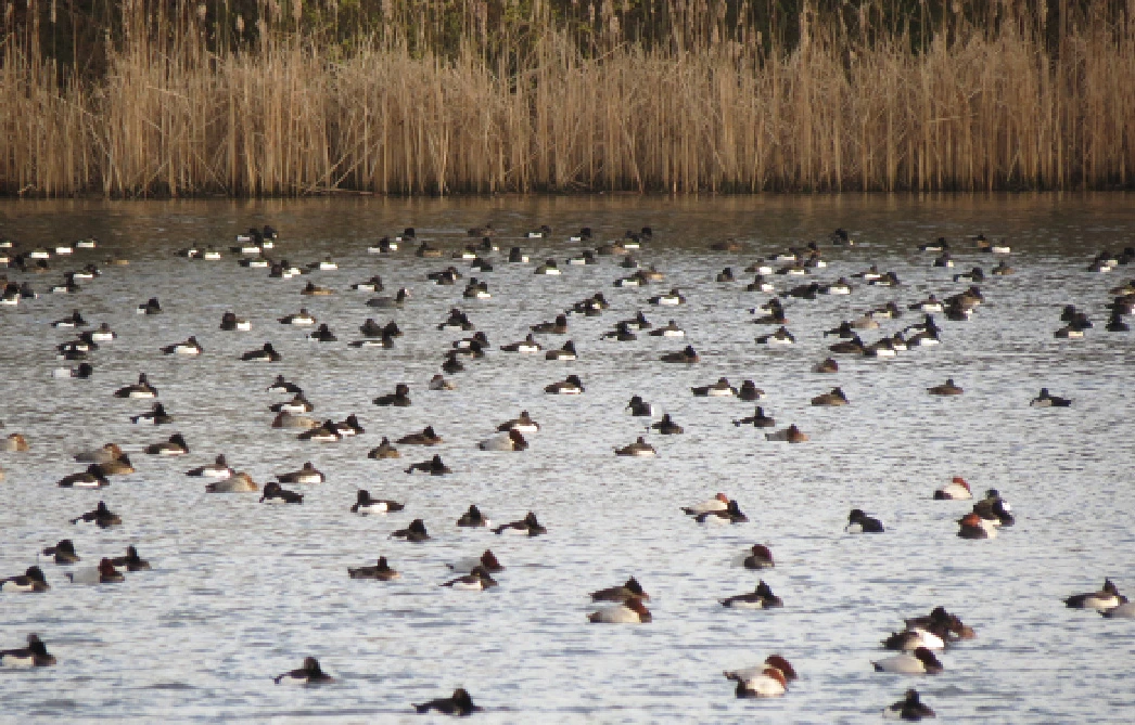 Reiher- und Tafelenten auf dem Stausee
