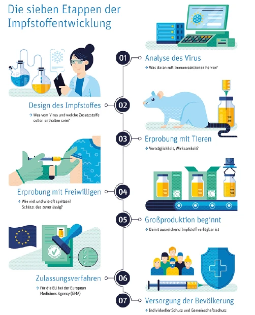 Die sieben Etappen der Impfstoffentwicklung.