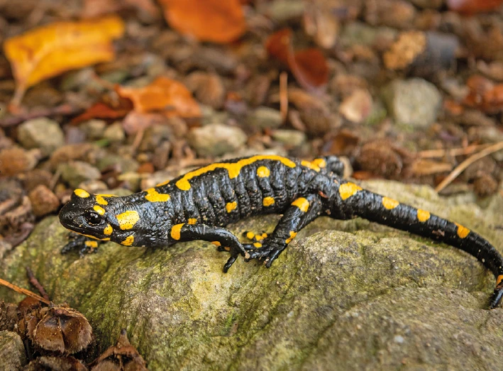 Feuersalamander