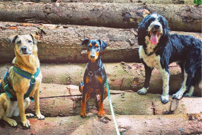 Hundeschule Witten Rüdinghausen Unter Wölfen