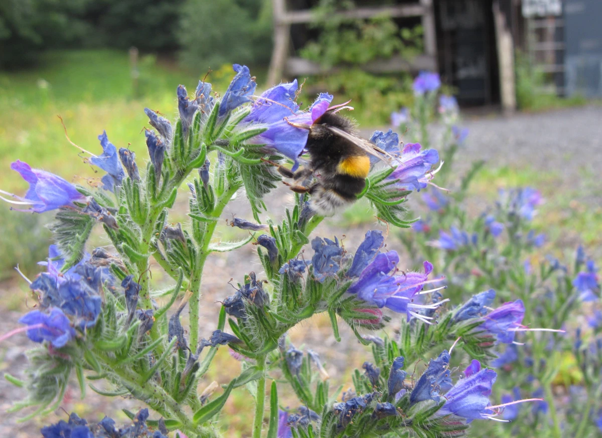 Hummel auf Blüte