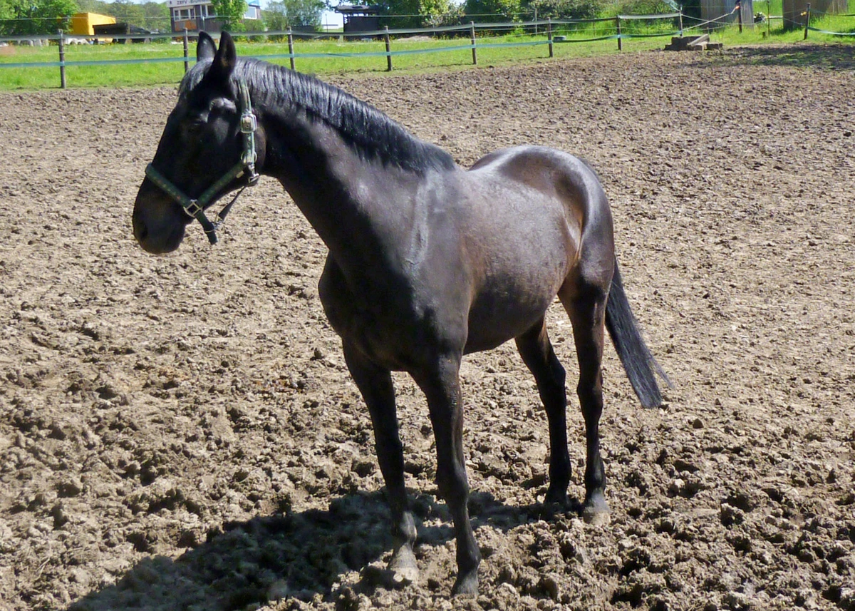 Pferd Shorty