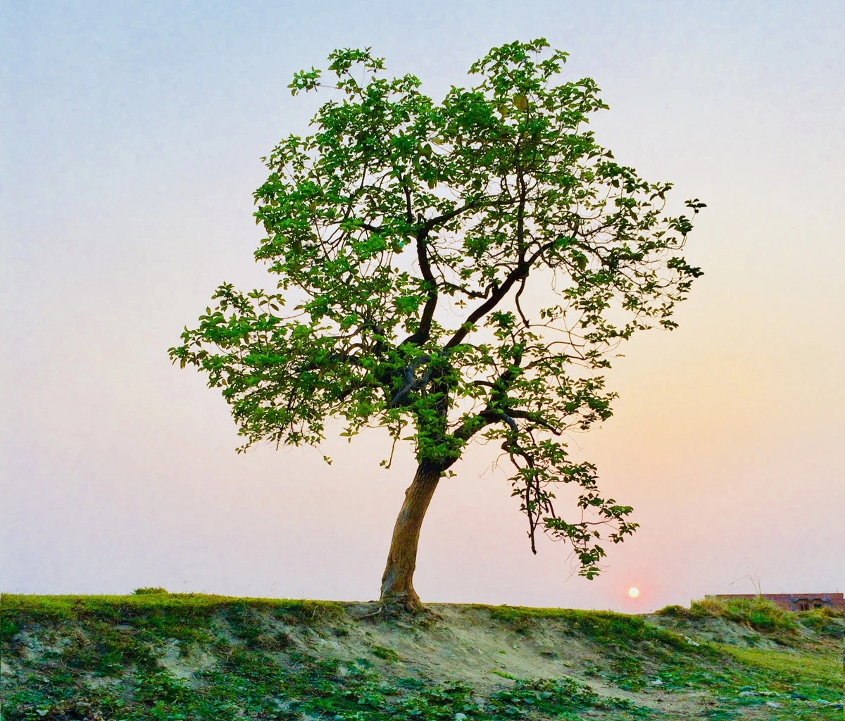 Baum