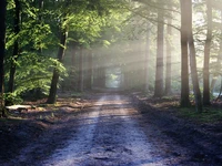 Waldweg