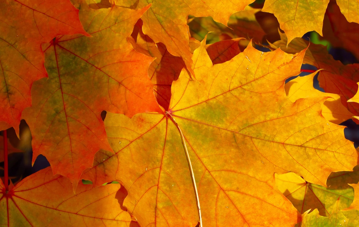 Herbstlaub