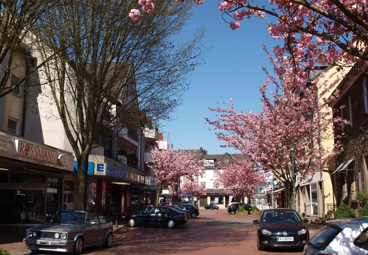 Herbede Kirschblüte