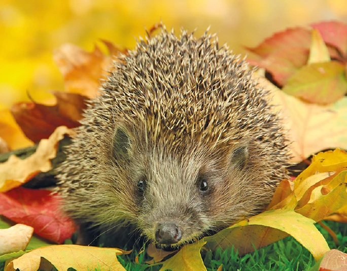 Igel im Herbstlaub