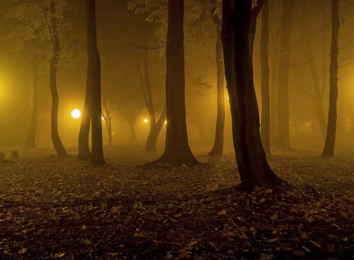 Gelb beleuchteter Wald