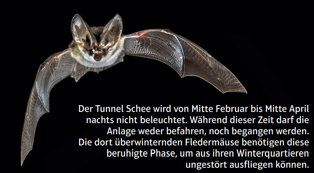 Fledermaus
