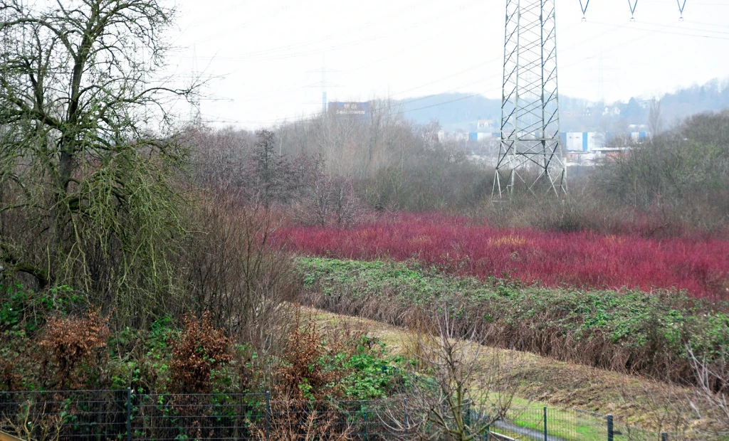 Der Grotenbach, Blick Richtung Rüdinghausen