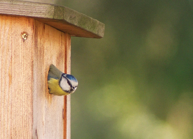 Blaumeise im Nistkasten