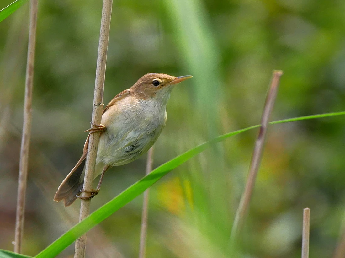 Vogelbild