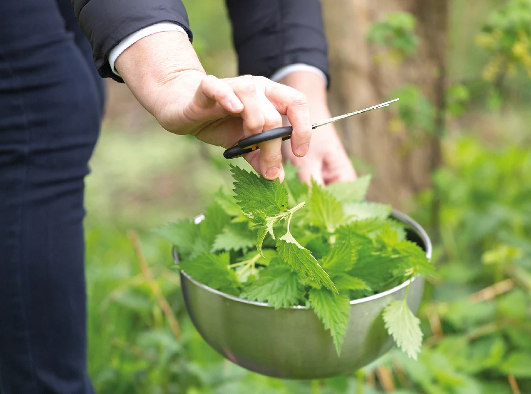 Brennnessel ernten