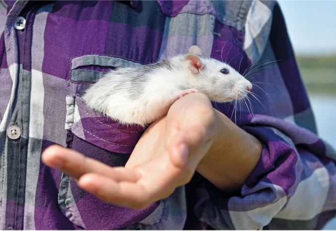 Ratte als Haustier