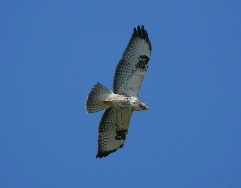 Mäusebussard