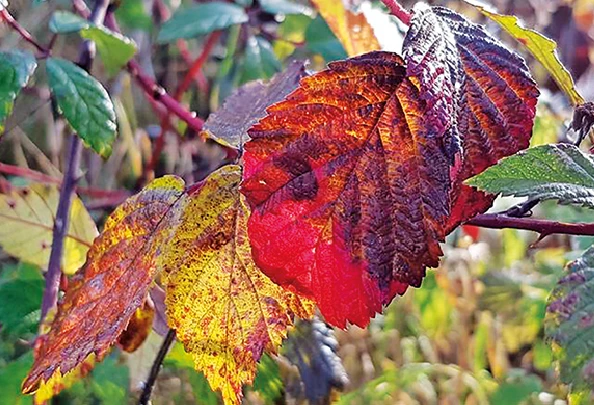Farbige Blätter am Baum