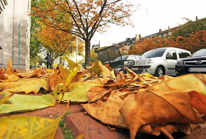Laub in Stadt