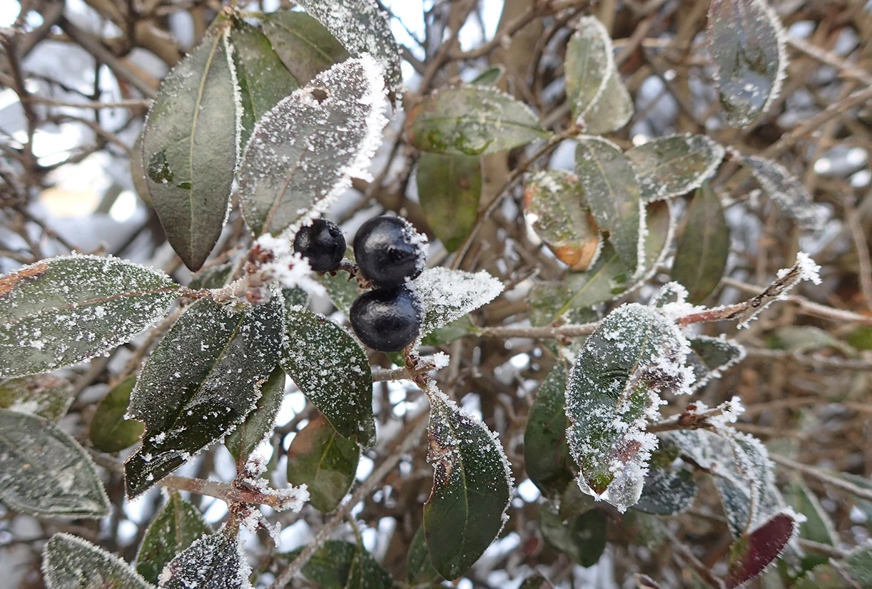 Strauch mit Rauhreif
