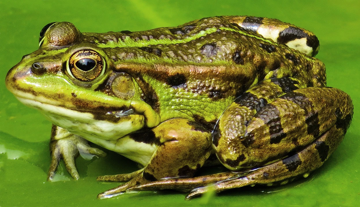 Frosch