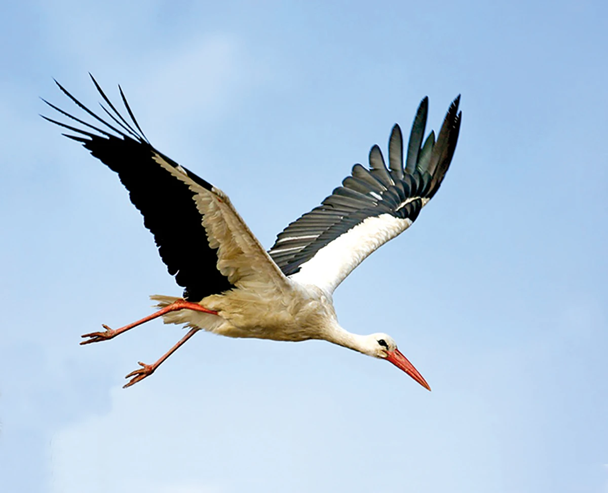 Storch