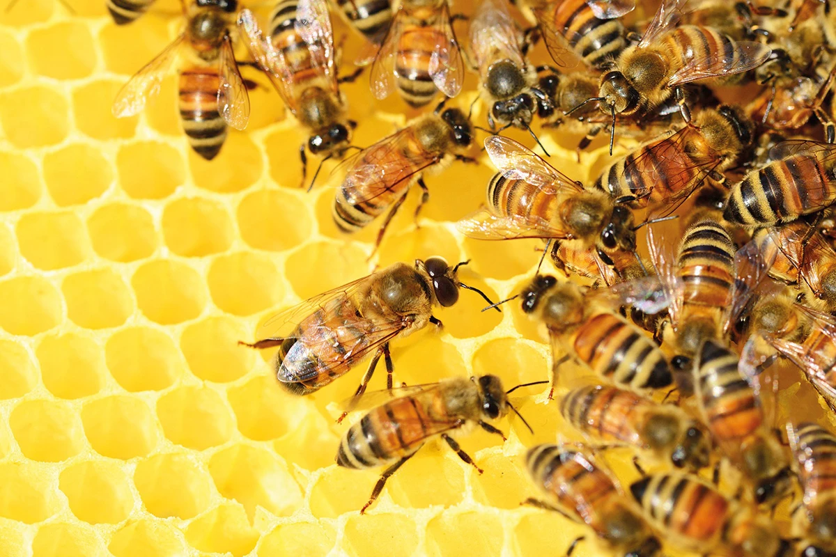 Bienen auf Wabe