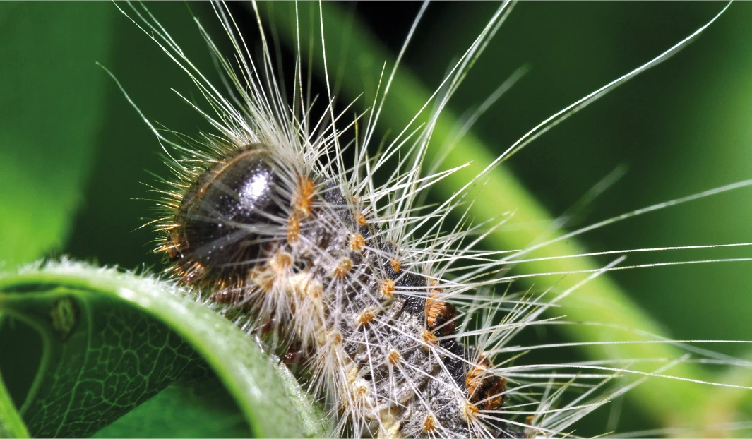 Eichenprozessionsspinner