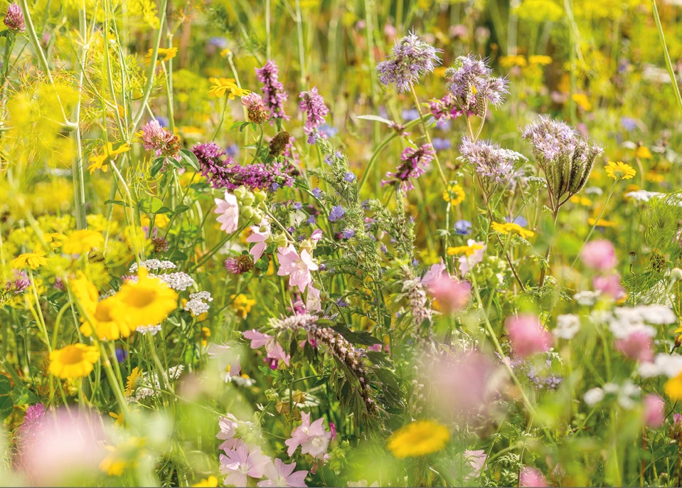 Wildblumenwiese