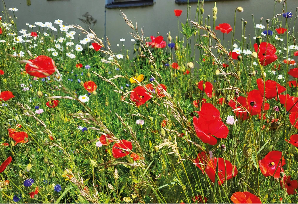 Wildblumenwiese