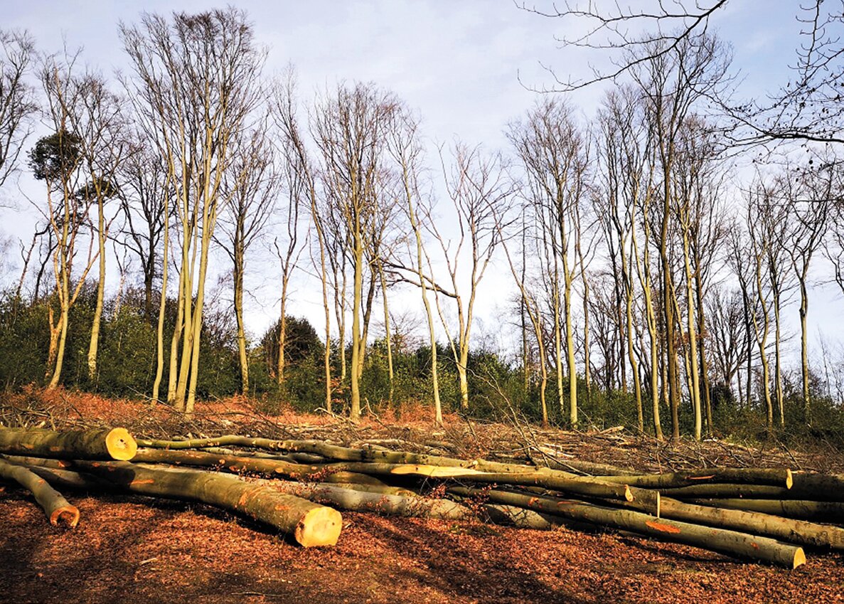GAR-Wald-Mischwald-Rodung-Juli2025.jpg