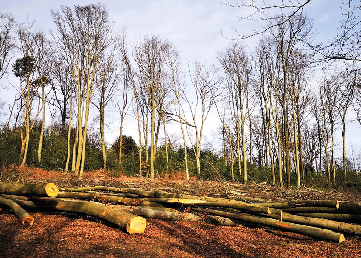 Gelichtetes Waldstück